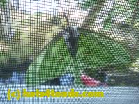 /home//u458753944/public_html/sourcegallery//Insects and small critters/butterflies and moths (Lepidoptera)/P1070591.JPG